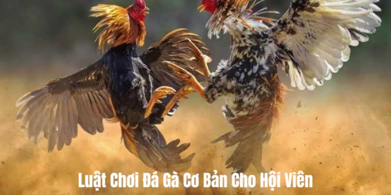 Đấu gà trực tuyến Nn88 HD - Nn88